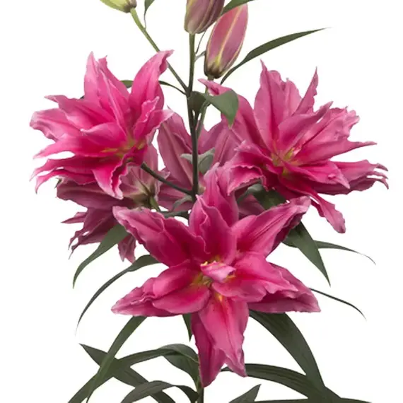 Лилия Елена розовидная восточная