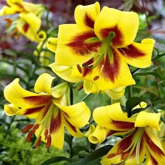 Лилия Роберт Свонсон ОТ-гибрид