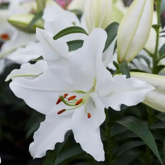 Лилия Уайт Романс восточная