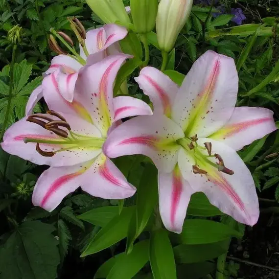 Лилия Бергамо восточная