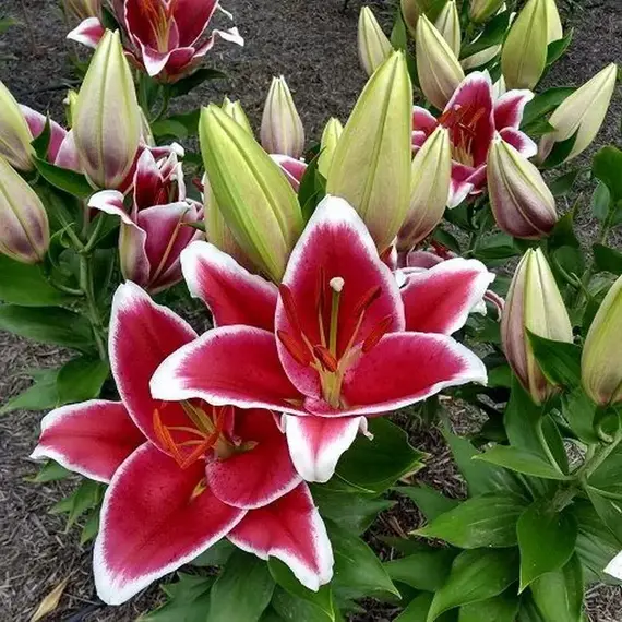 Лилия Бандиера восточная