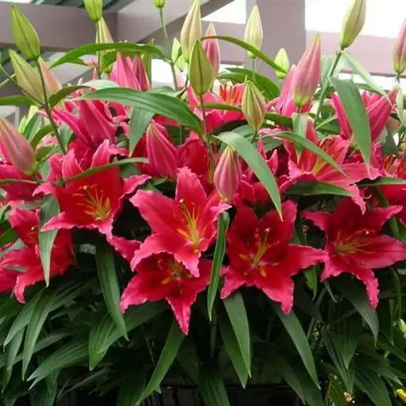 Лилия Бакарди восточная