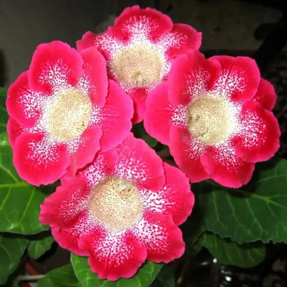 Глоксиния Тайгер Ред