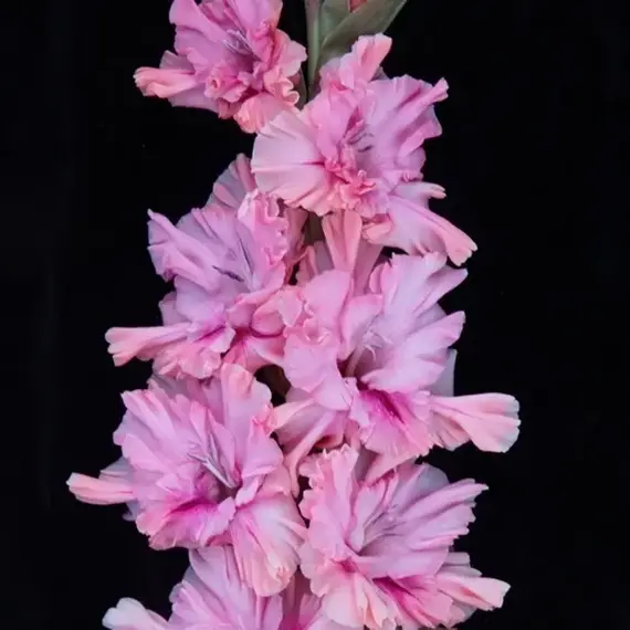 Гладиолус Амурное настроение