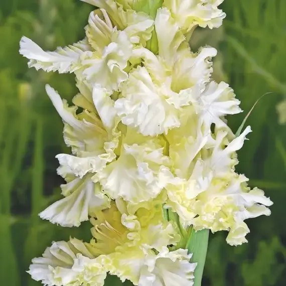 Гладиолус Белый и Пушистый