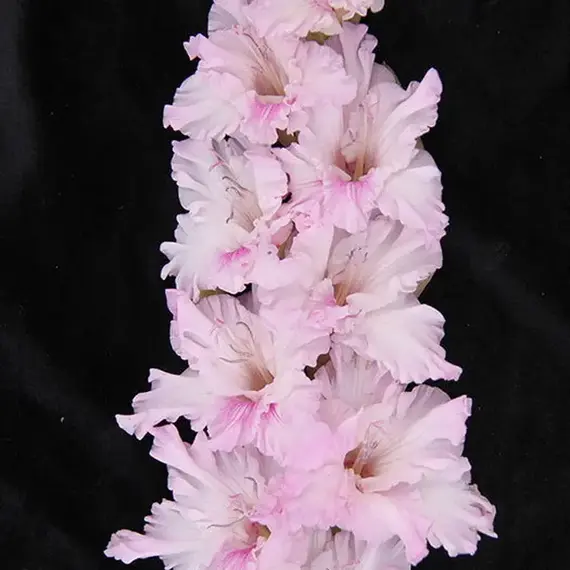 Гладиолус Белый Сонг