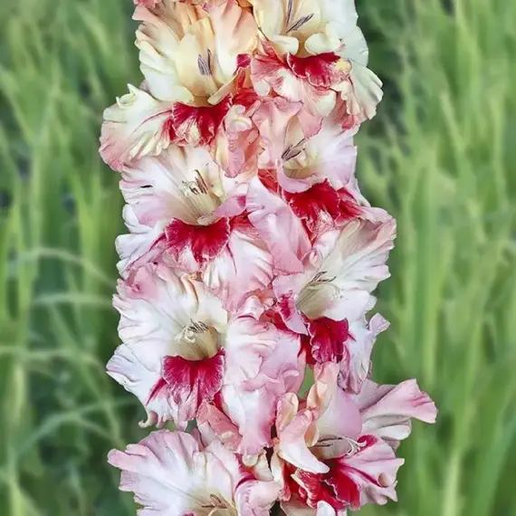 Гладиолус Бессмертный Пони