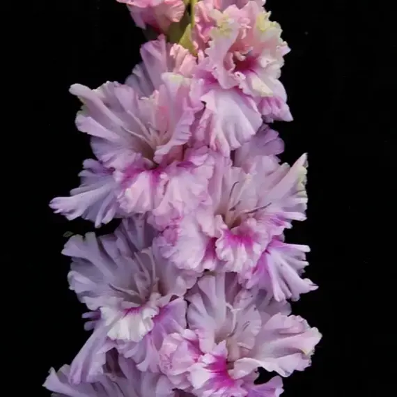 Гладиолус Ва-Банк