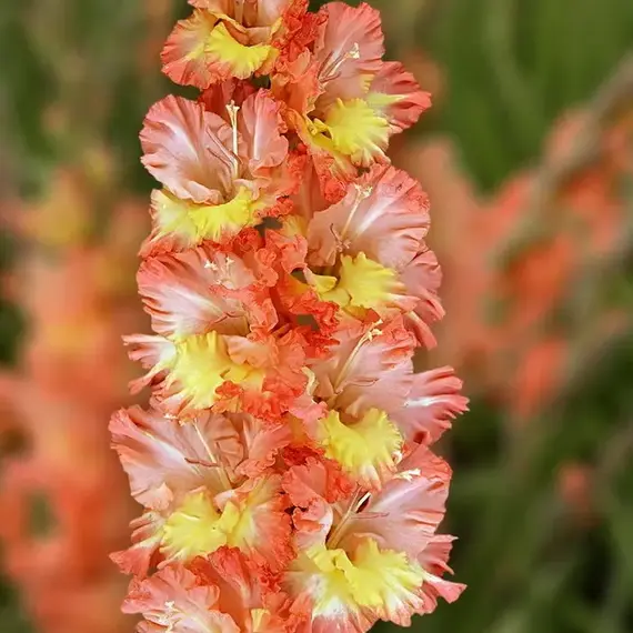 Гладиолус Коралловые Острова