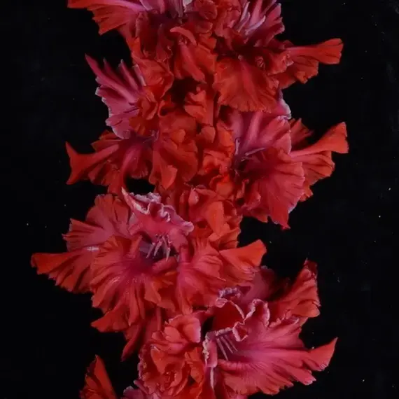 Гладиолус Идеальный Шторм