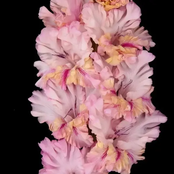 Гладиолус Игра Слов