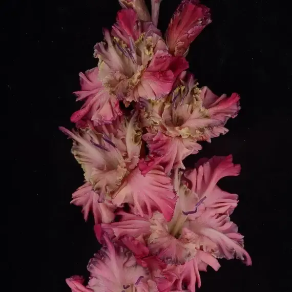 Гладиолус Звездная Болезнь