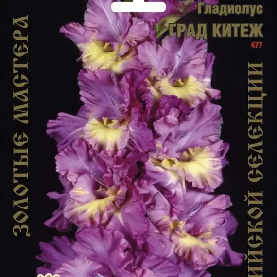 Гладиолус Град Китеж