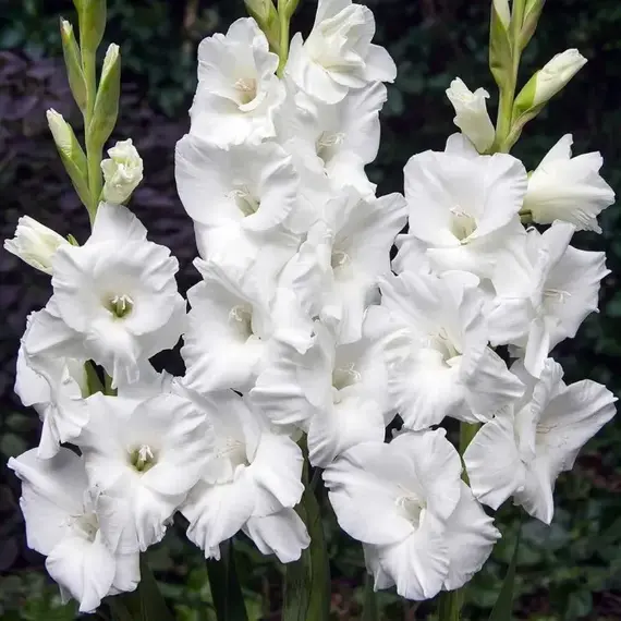 Гладиолус Бангладеш