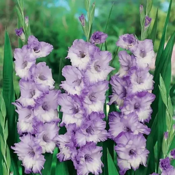 Гладиолус Блю Фрост