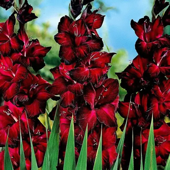 Гладиолус Блэк Джек