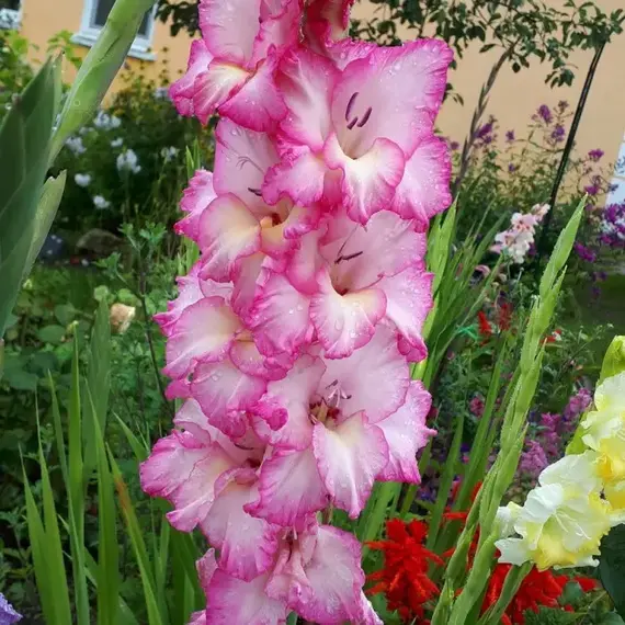 Гладиолус Бьюти оф Холанд