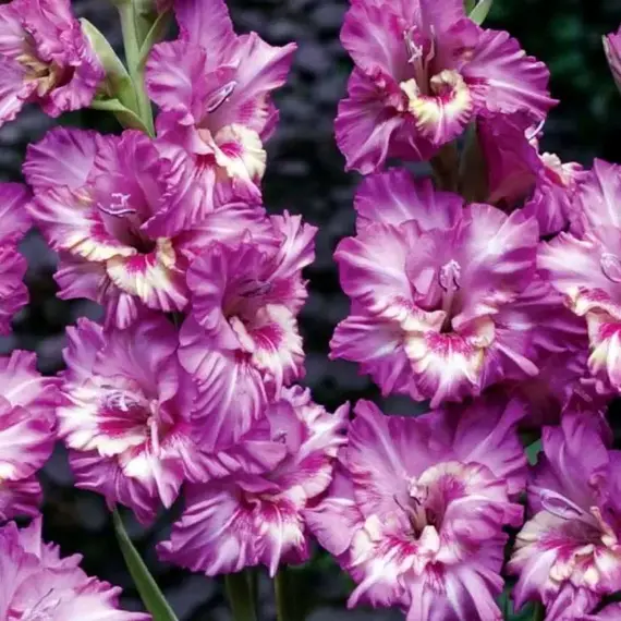 Гладиолус Вувузела Фриззл