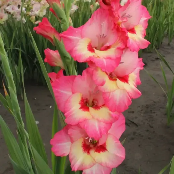 Гладиолус Гвинея