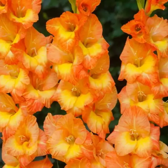 Гладиолус Конка Дор