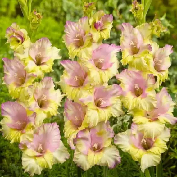 Гладиолус Мон Амур