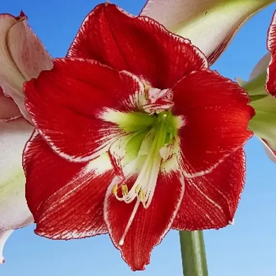 Амариллис (Гиппеаструм) Сильвер Куин