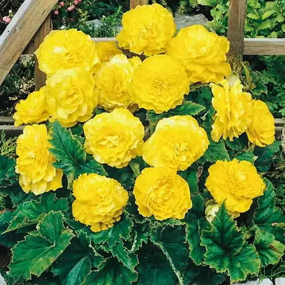 Бегония Махровая Желтая