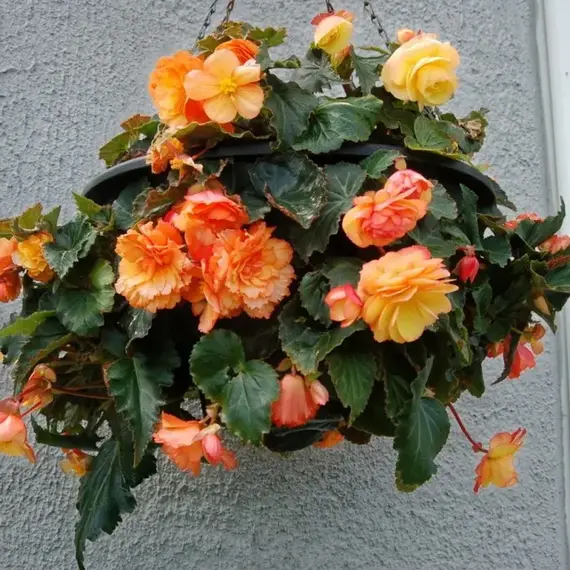 Бегония Ампельная Голден Бэлкони