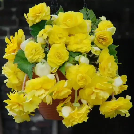 Бегония Каскад Пендула Желтая