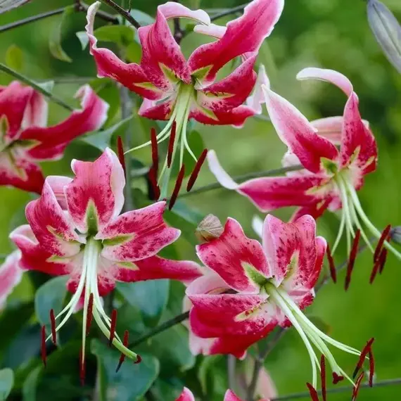 Лилия Блэк Бьюти ОТ-гибрид