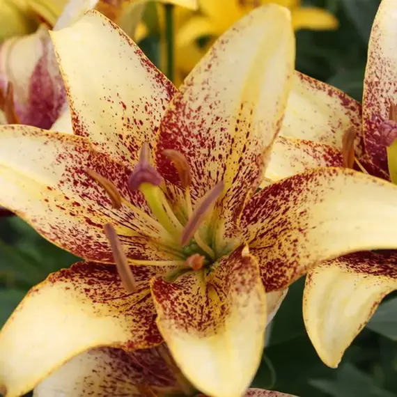 Лилия Джульетс Джой азиатская