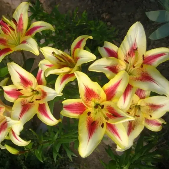 Лилия Санни Краун АО - гибрид