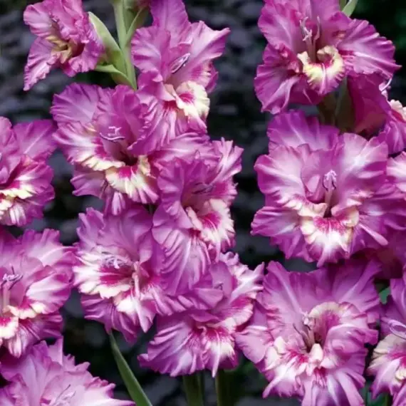 Гладиолус Танго