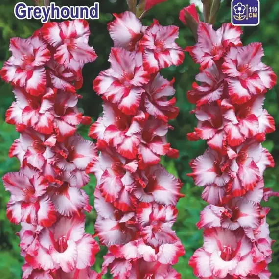Гладиолус Грейхаунд
