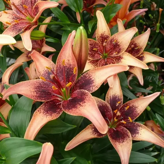 Лилия Уистлер азиатская