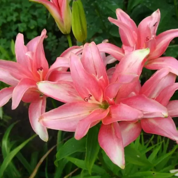 Лилия Афродита азиатская махровая