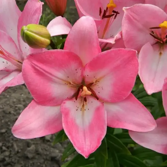 Лилия Альбуфейра ЛА-гибрид