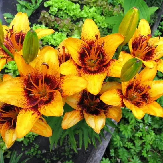 Лилия Свит Вэлли ЛА-гибрид