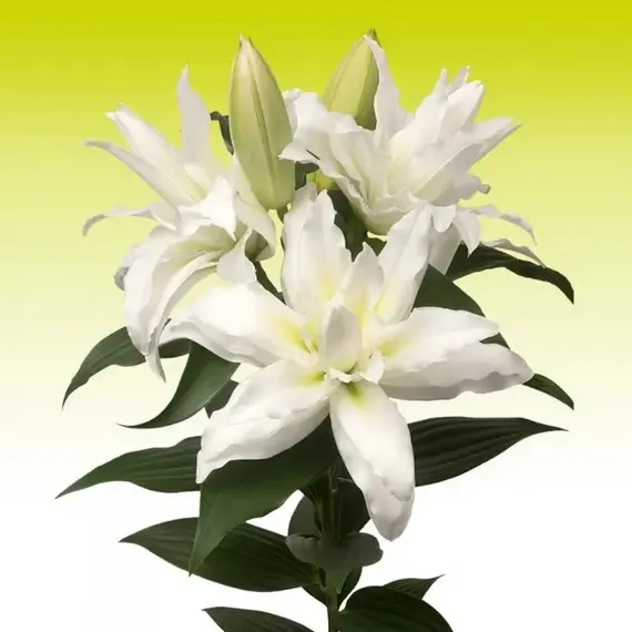 Лилия Ароза восточная махровая