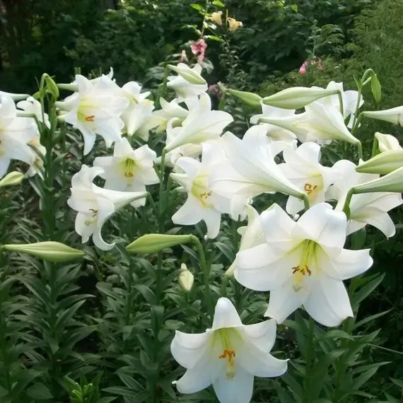 Лилия Уайт Триумфатор ЛОО-гибрид