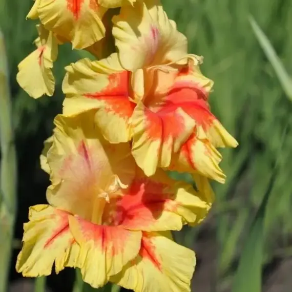 Гладиолус Бабье Лето
