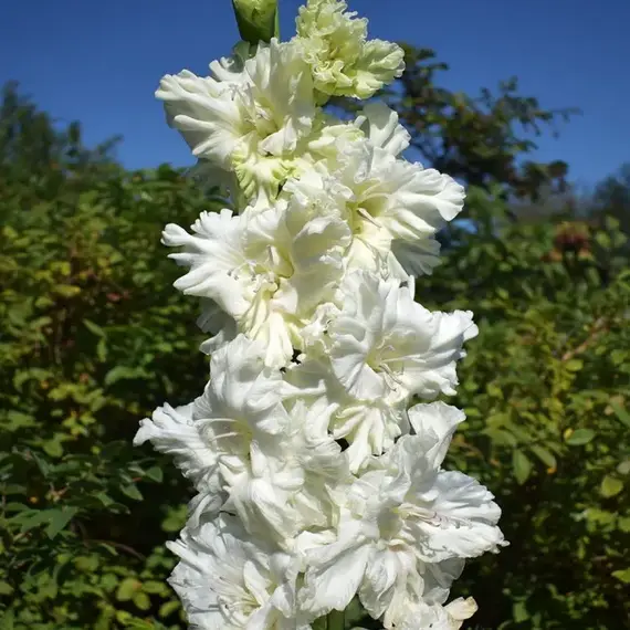 Гладиолус Белый Медведь