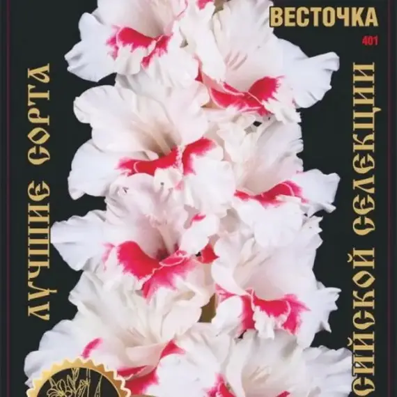 Гладиолус Весточка