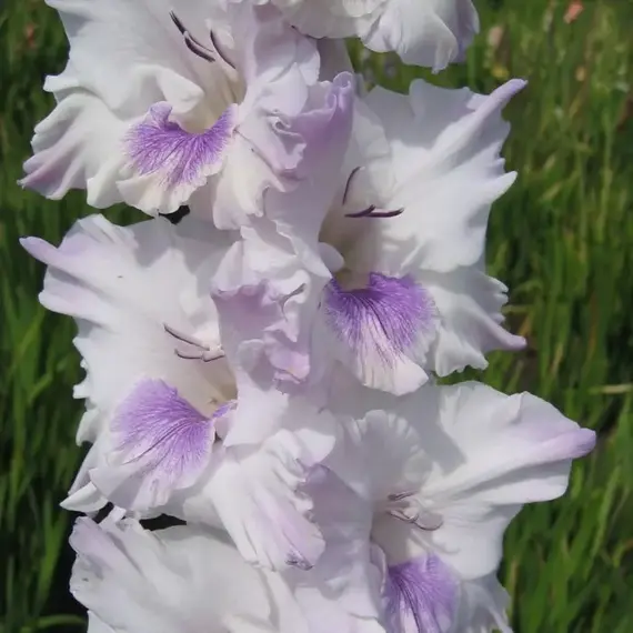 Гладиолус Голубая Бабочка