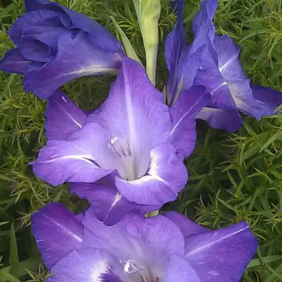 Гладиолус Голубые Глаза