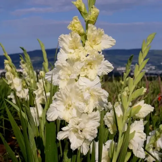 Гладиолус Сын Луны