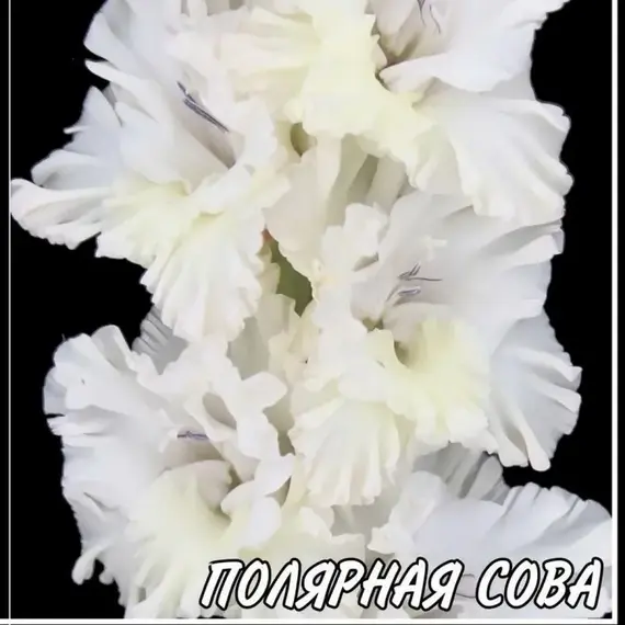 Гладиолус Полярная Сова