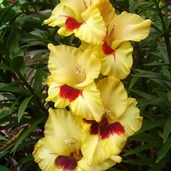 Гладиолус Контраст