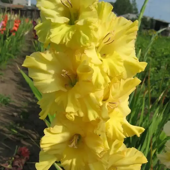 Гладиолус Голден Фентези