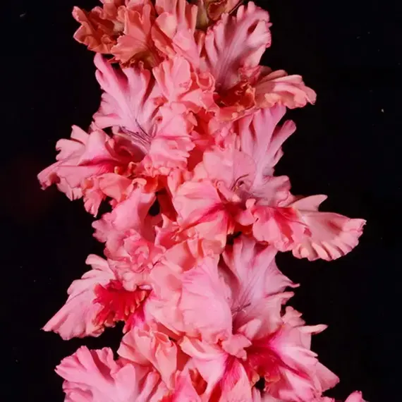 Гладиолус Рай в Шалаше